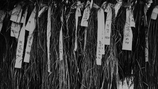 韓國稻米養殖